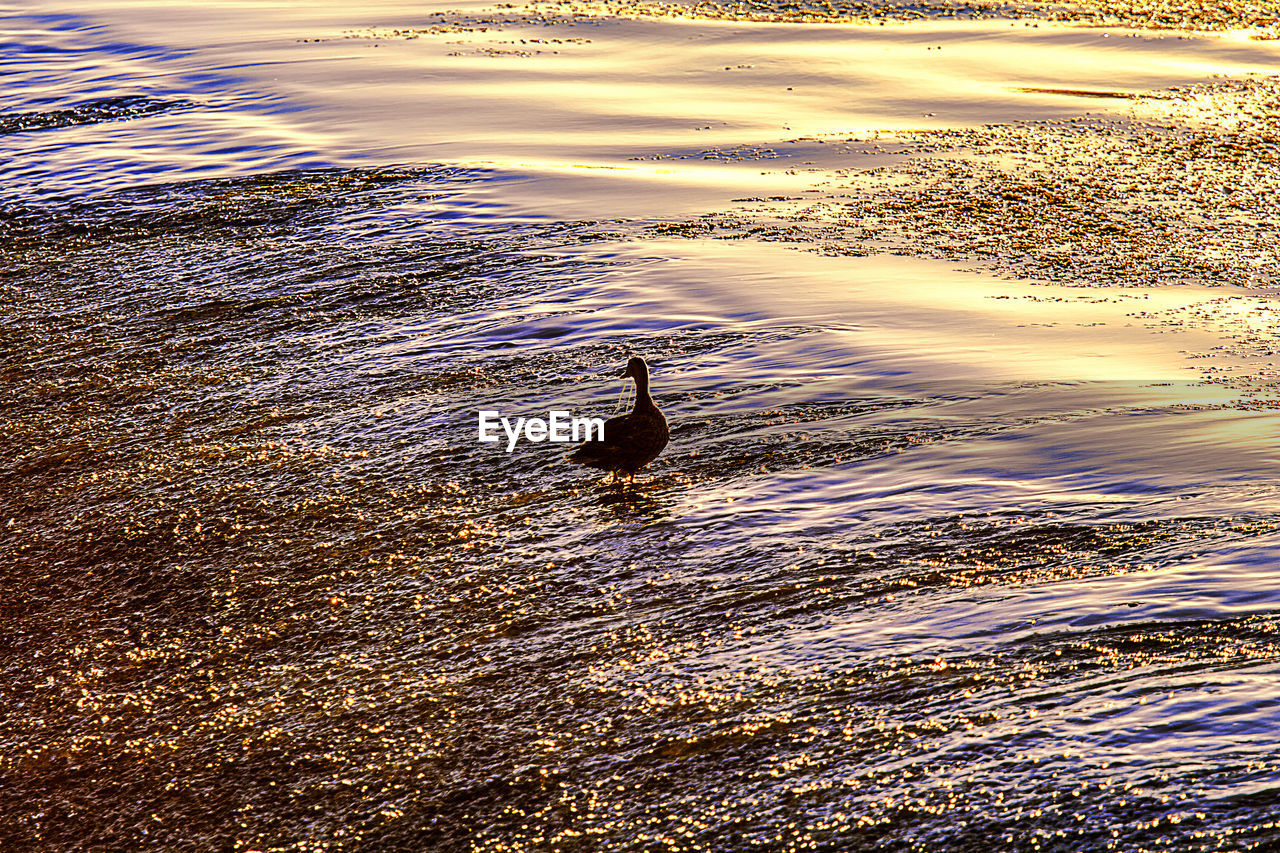 AERIAL VIEW OF BIRDS SWIMMING IN LAKE