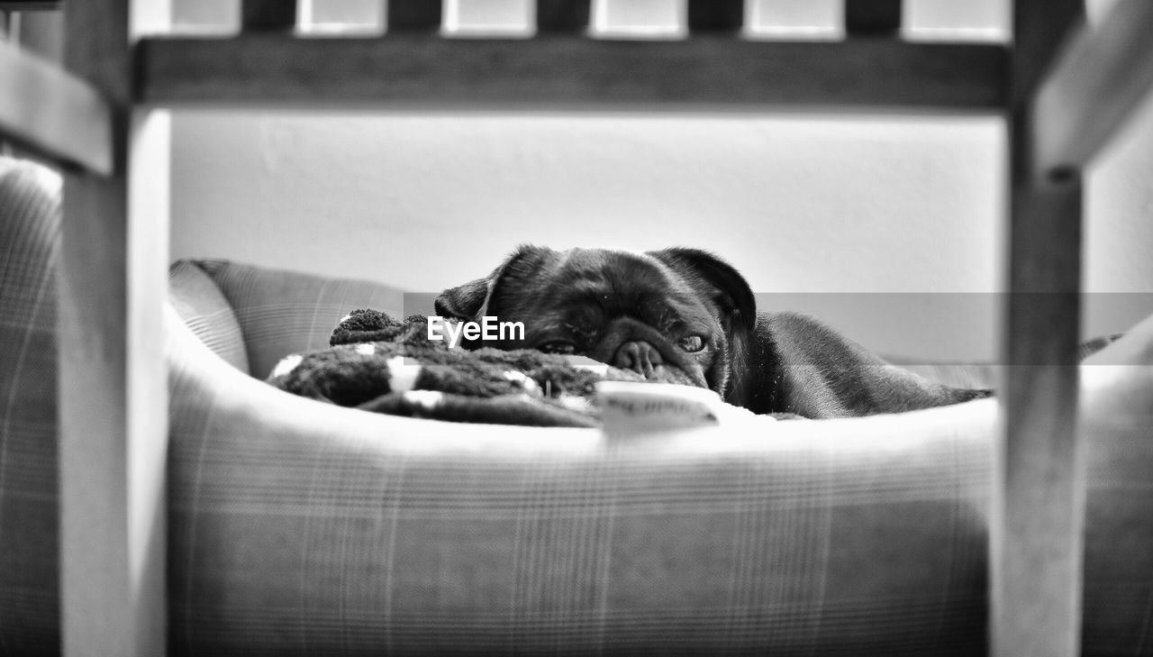 Close-up of dog lying on sofa