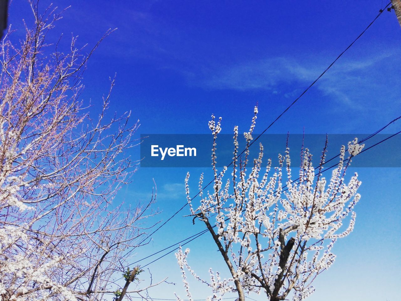 LOW ANGLE VIEW OF CHERRY BLOSSOM AGAINST SKY