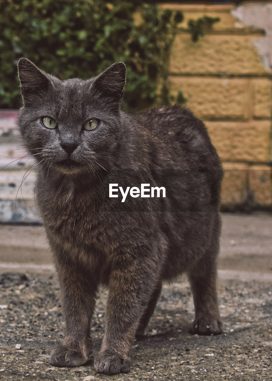 PORTRAIT OF BLACK CAT STANDING ON COBBLESTONE