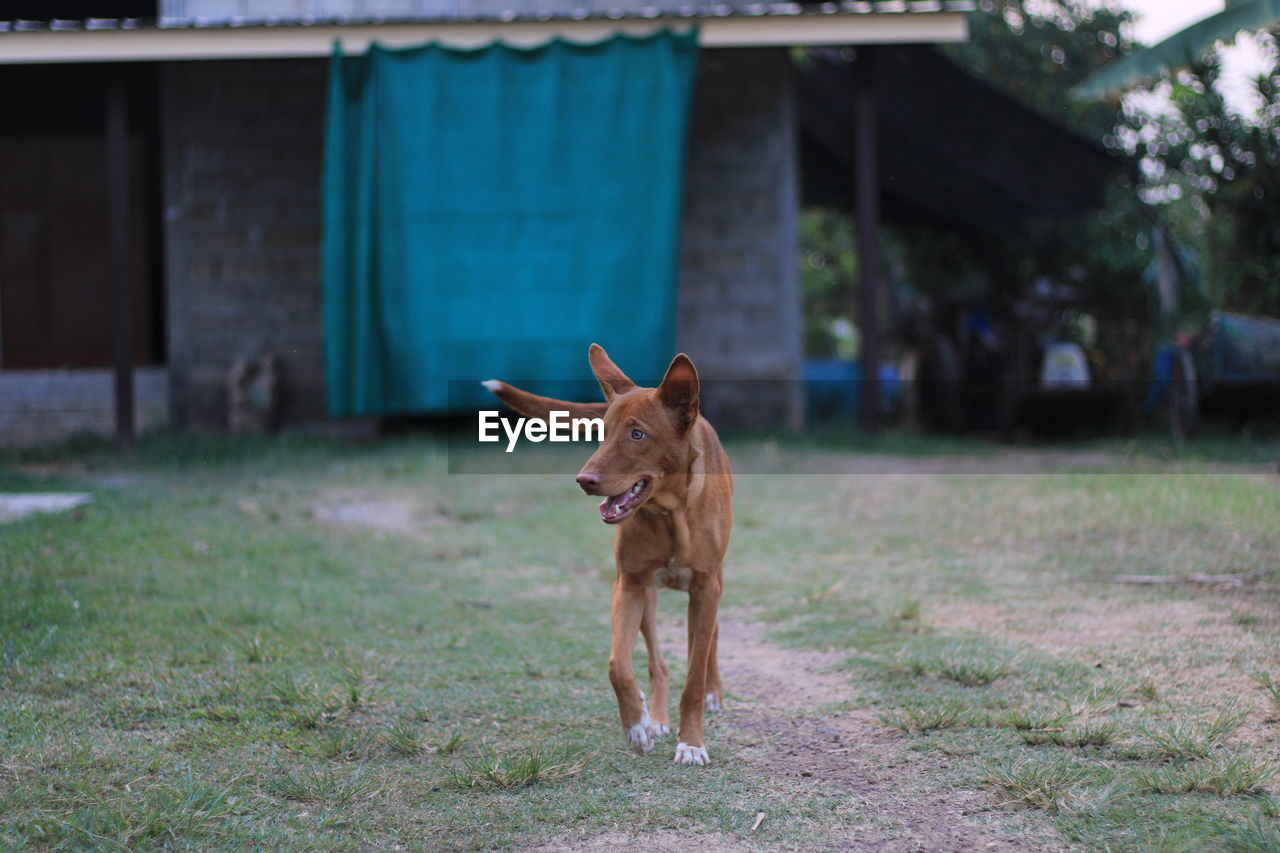 Dog running on field