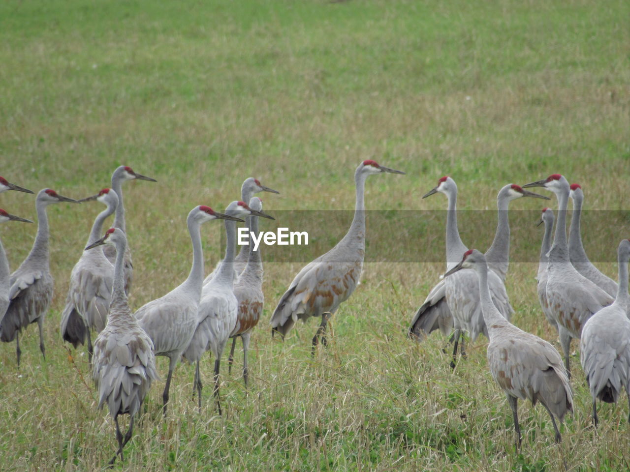 FLOCK OF BIRDS ON GRASS