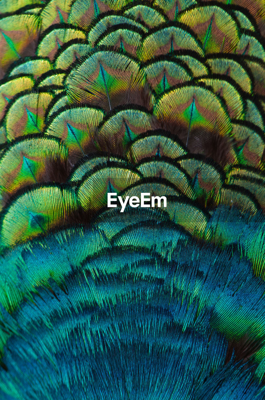 Close up of the peacock feathers .macro blue feather, feather, bird, animal. macro photograph.