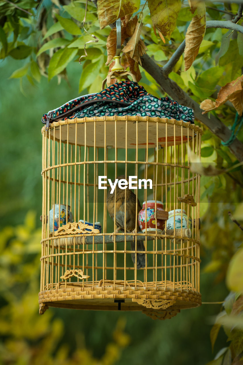 Close-up of birds in cage