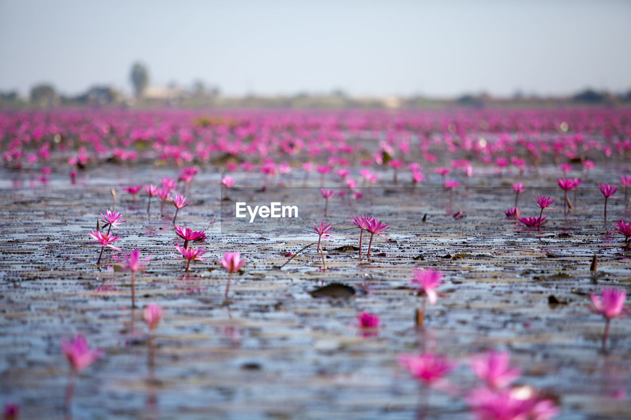 Sea of pink lotus, nonghan, udonthani, thailand, unseen in thailand