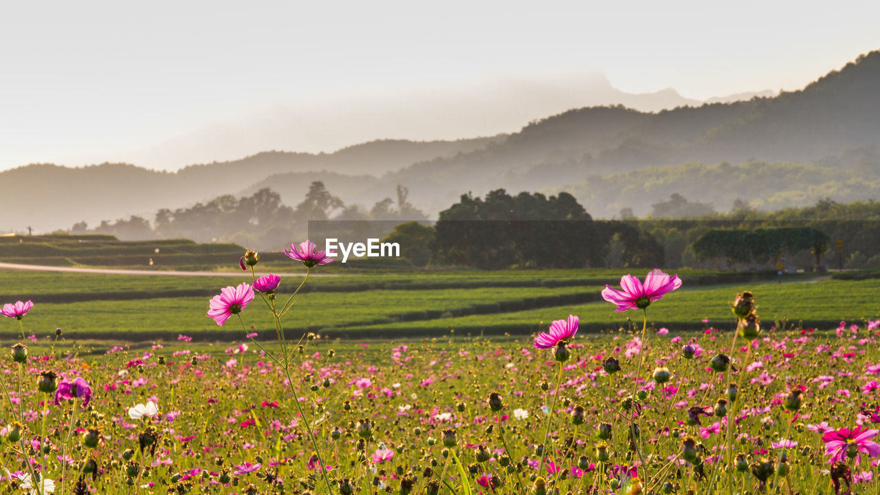 Close-up of pink flowering plants on field against sky