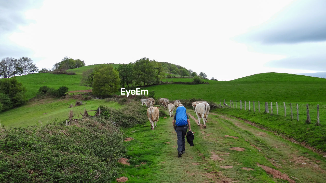 Rear view of people walking on dirt road