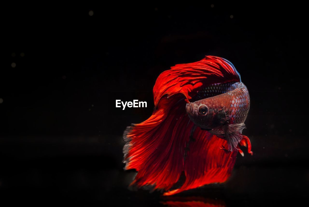 Red betta fish or fighting fish isolated on black background