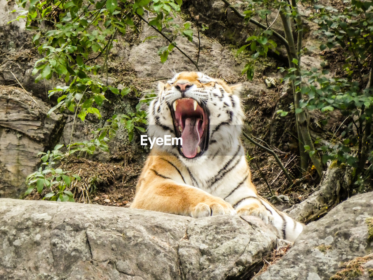 Tiger lying on rock