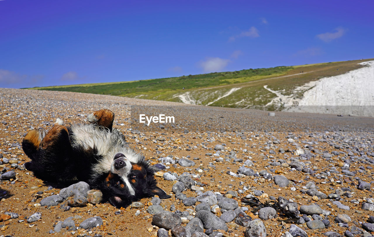 Dog rolling on the beach, cuckmere haven, england