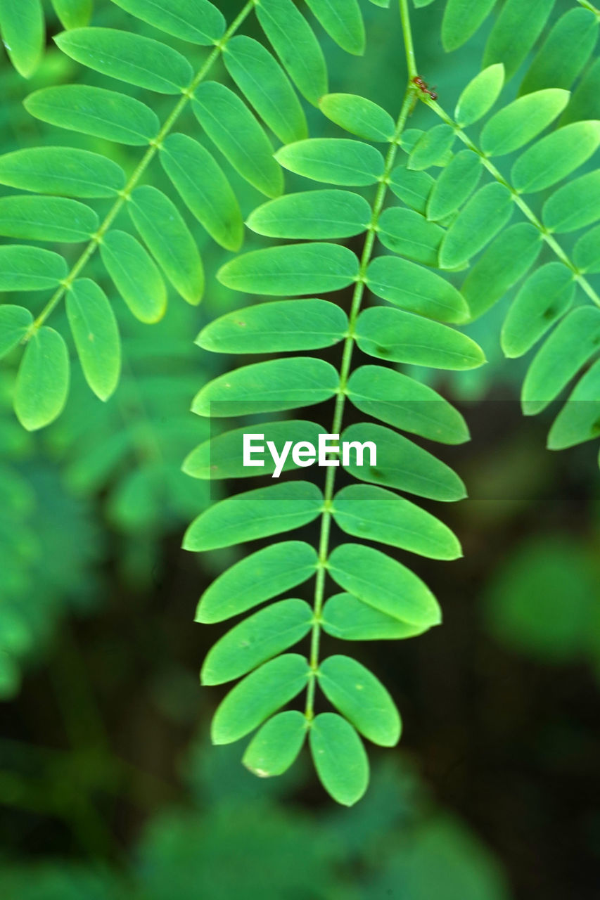 Close-up of green leaves