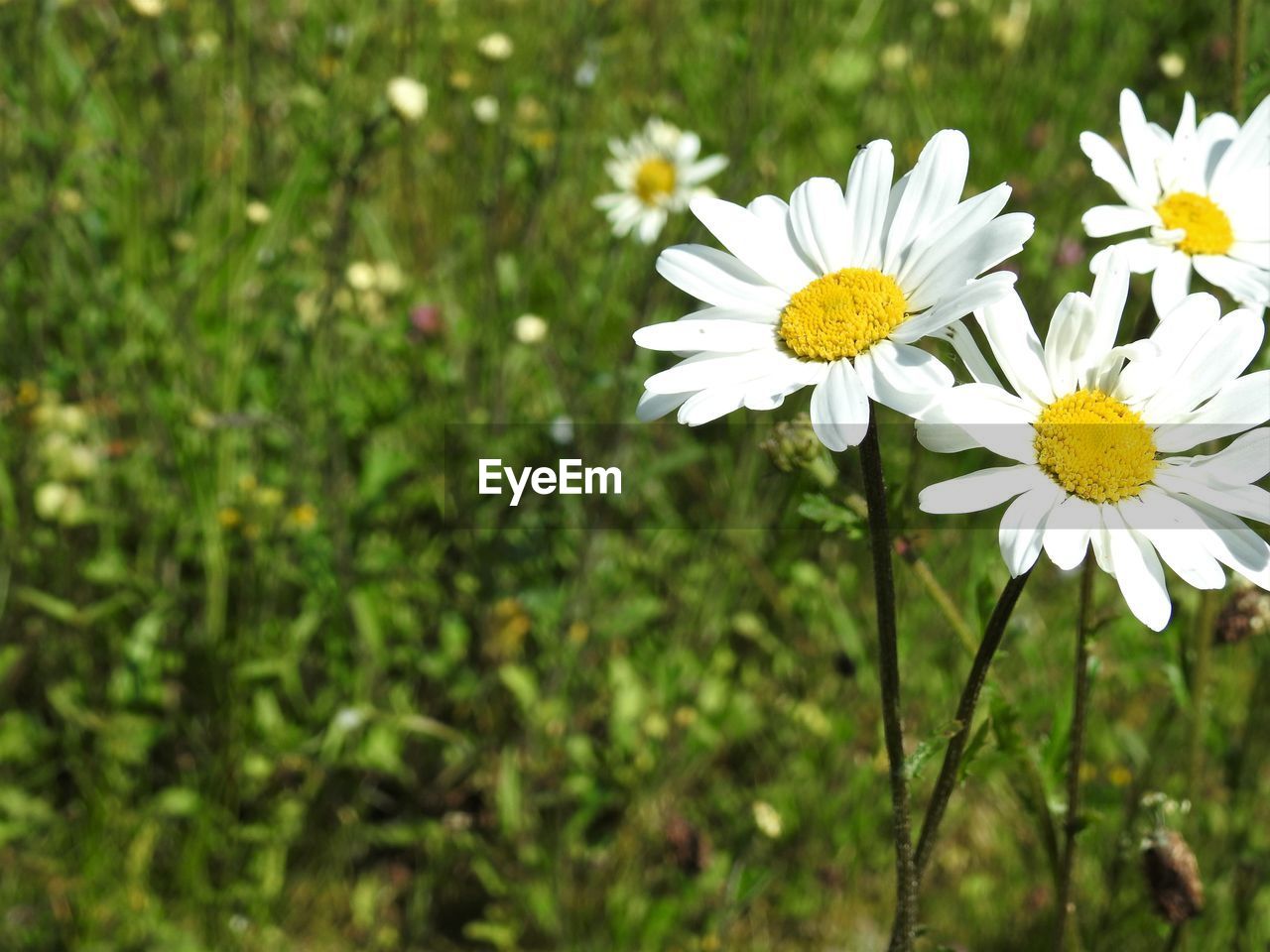 CLOSE-UP OF WHITE DAISY FLOWERS