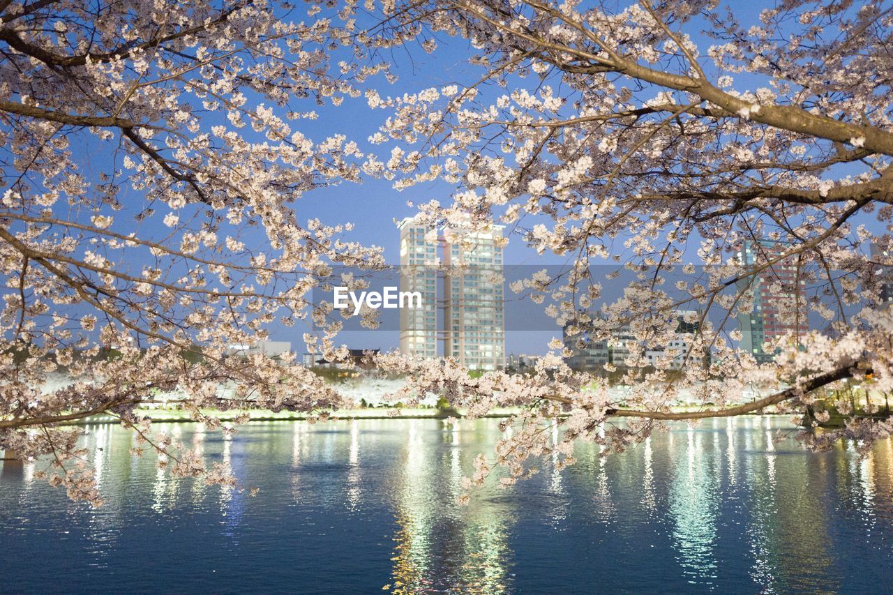 VIEW OF CHERRY BLOSSOM FROM TREE