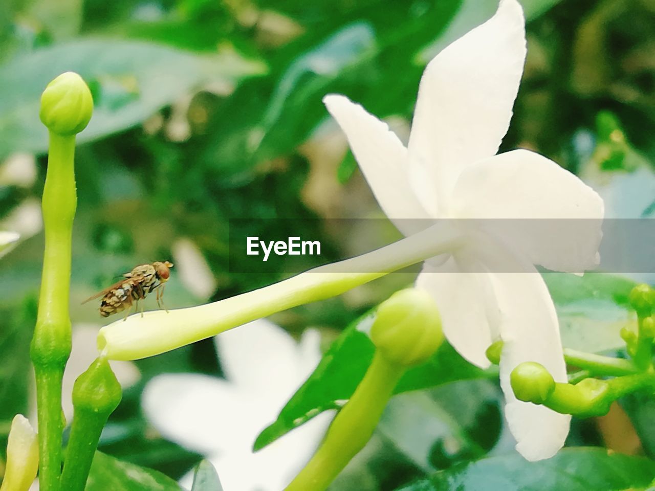 CLOSE-UP OF INSECT ON WHITE FLOWERING PLANT