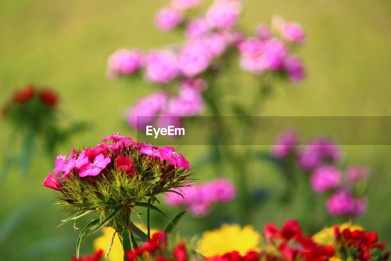 Close-up of pink flowering plant