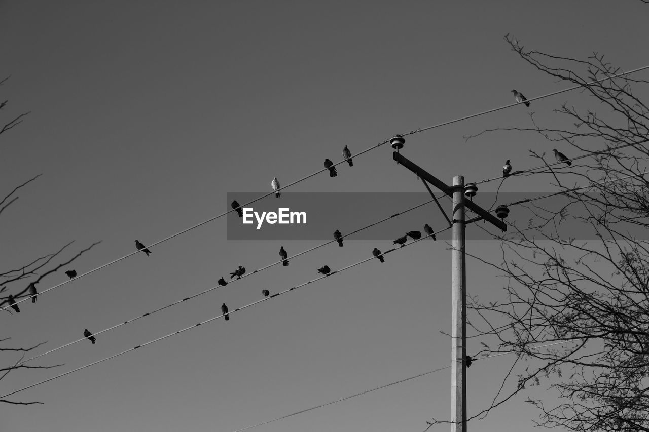 Low angle view of birds perching on cable