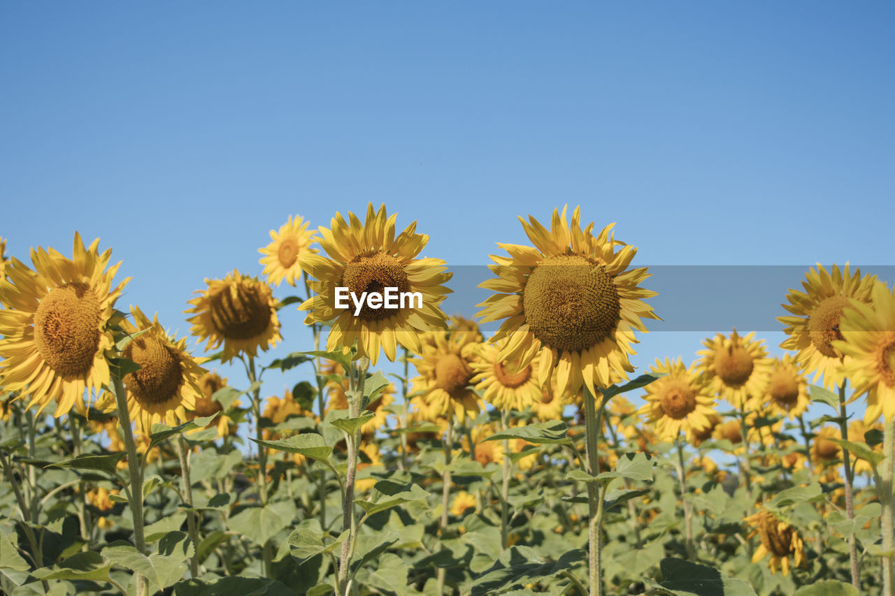 Close-up of sunflower against clear blue sky