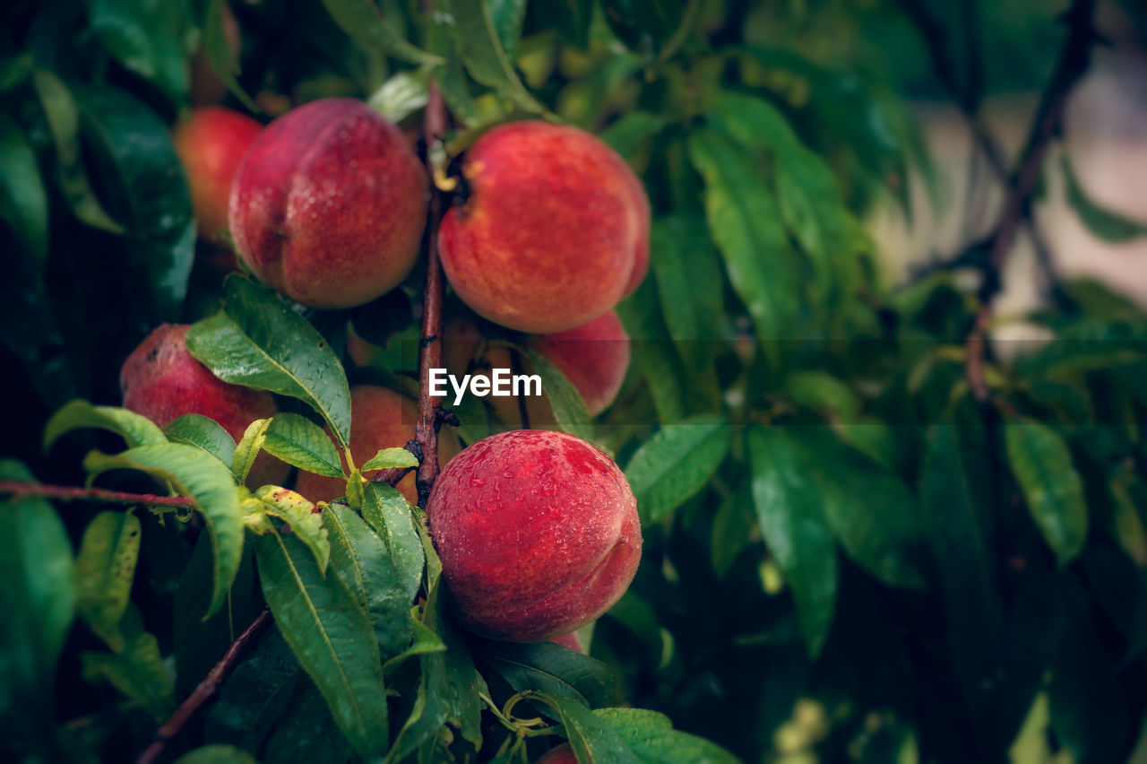 Close-up of apples on tree