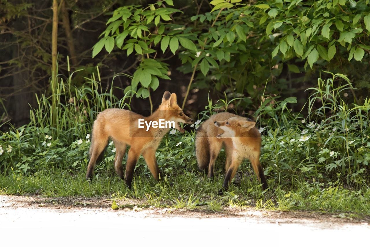 Side view of two fox pups playing in a field