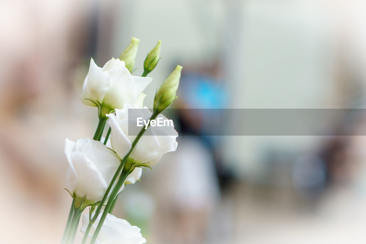 CLOSE-UP OF WHITE FLOWER