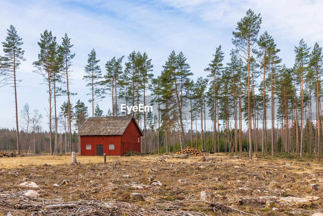 Logging area with an old red barn by the pine forest