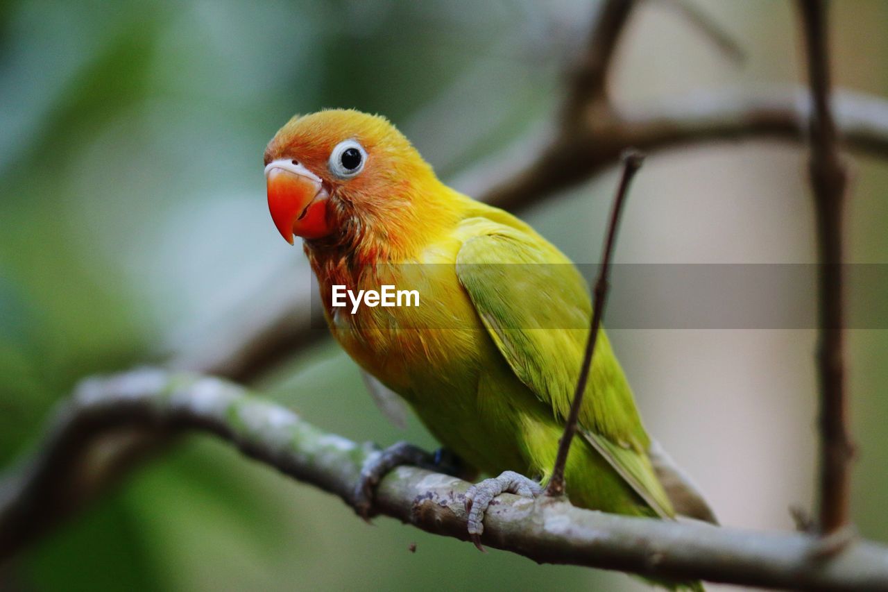 Close-up of a bird perching on branch