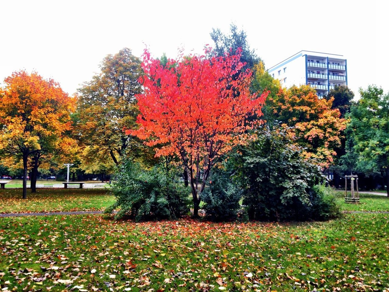 TREES IN PARK