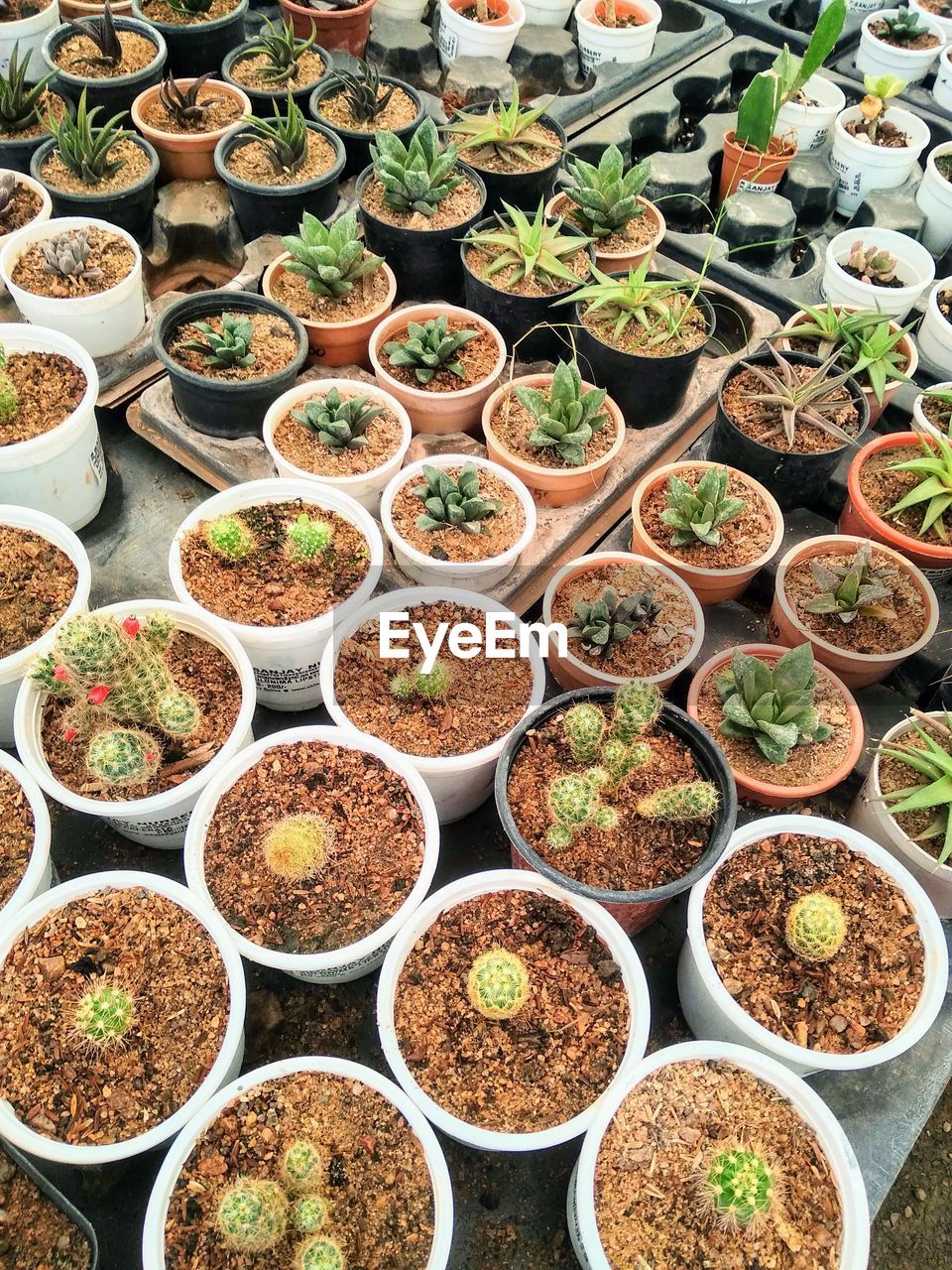 High angle view of potted plants for sale at market