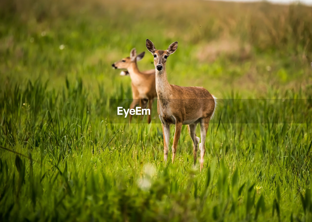 Deer in a field