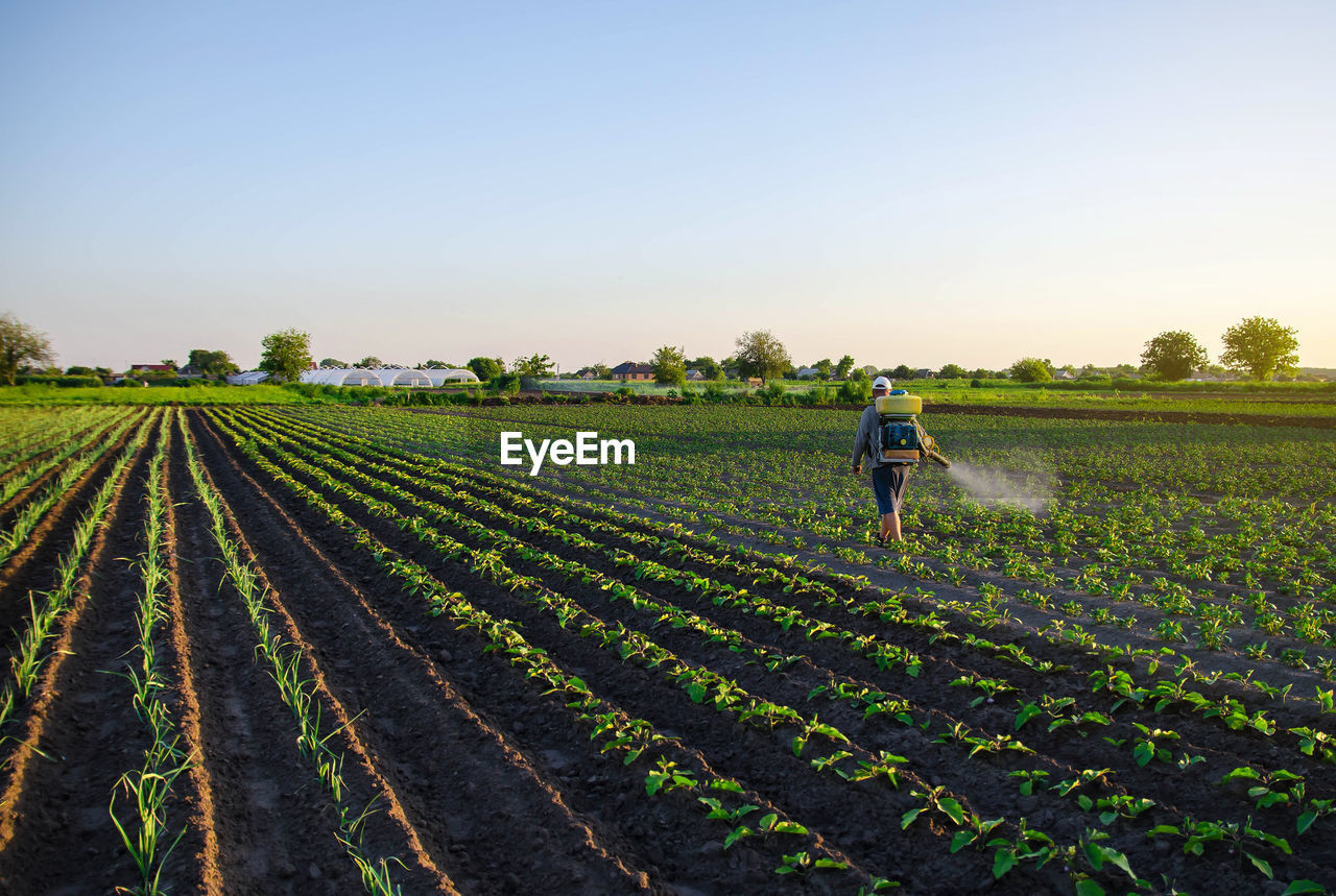 Farmer sprays a potato plantation with a sprayer. effective crop protection of cultivated plants 