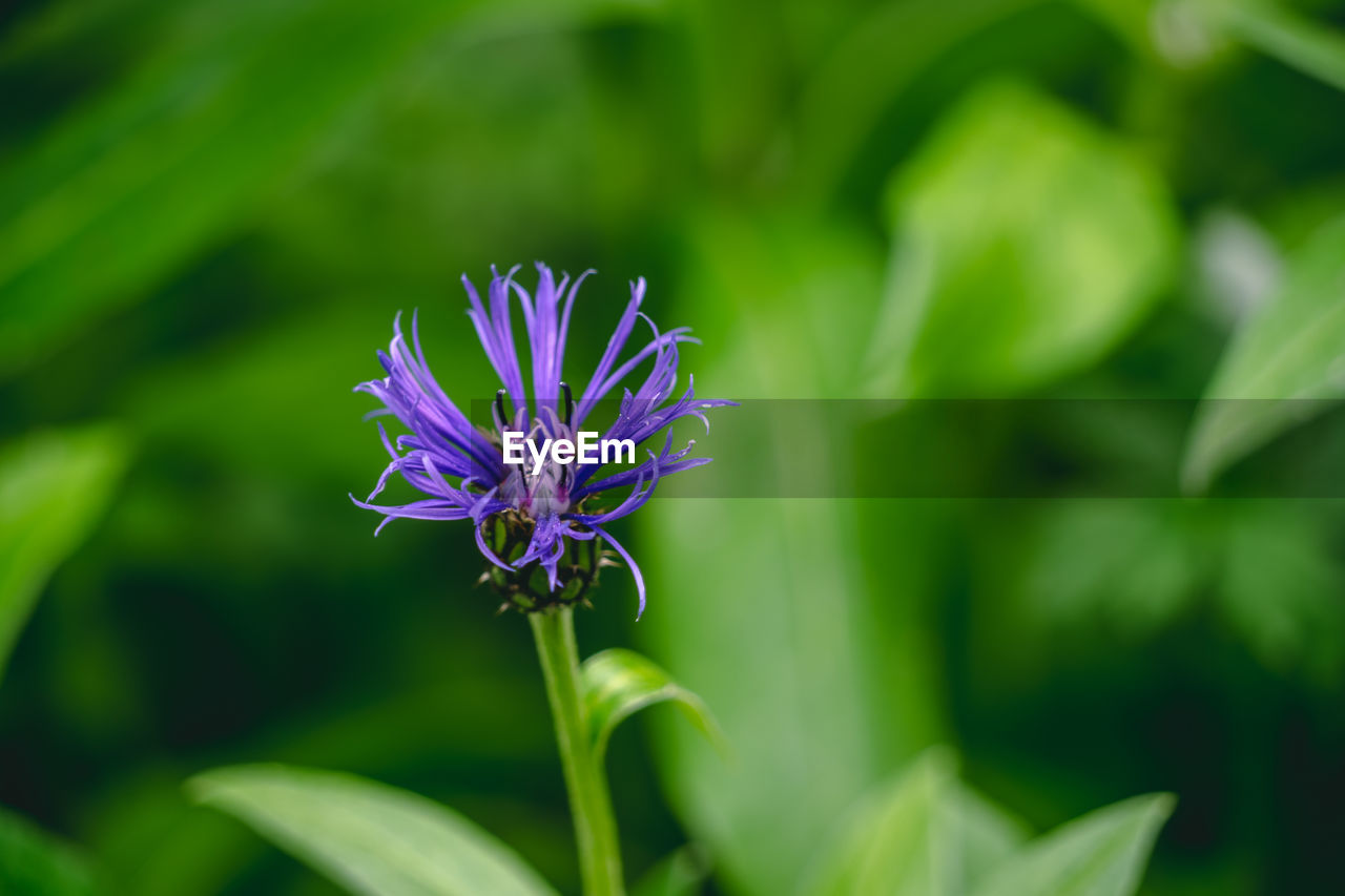 Close-up of purple flowering plant