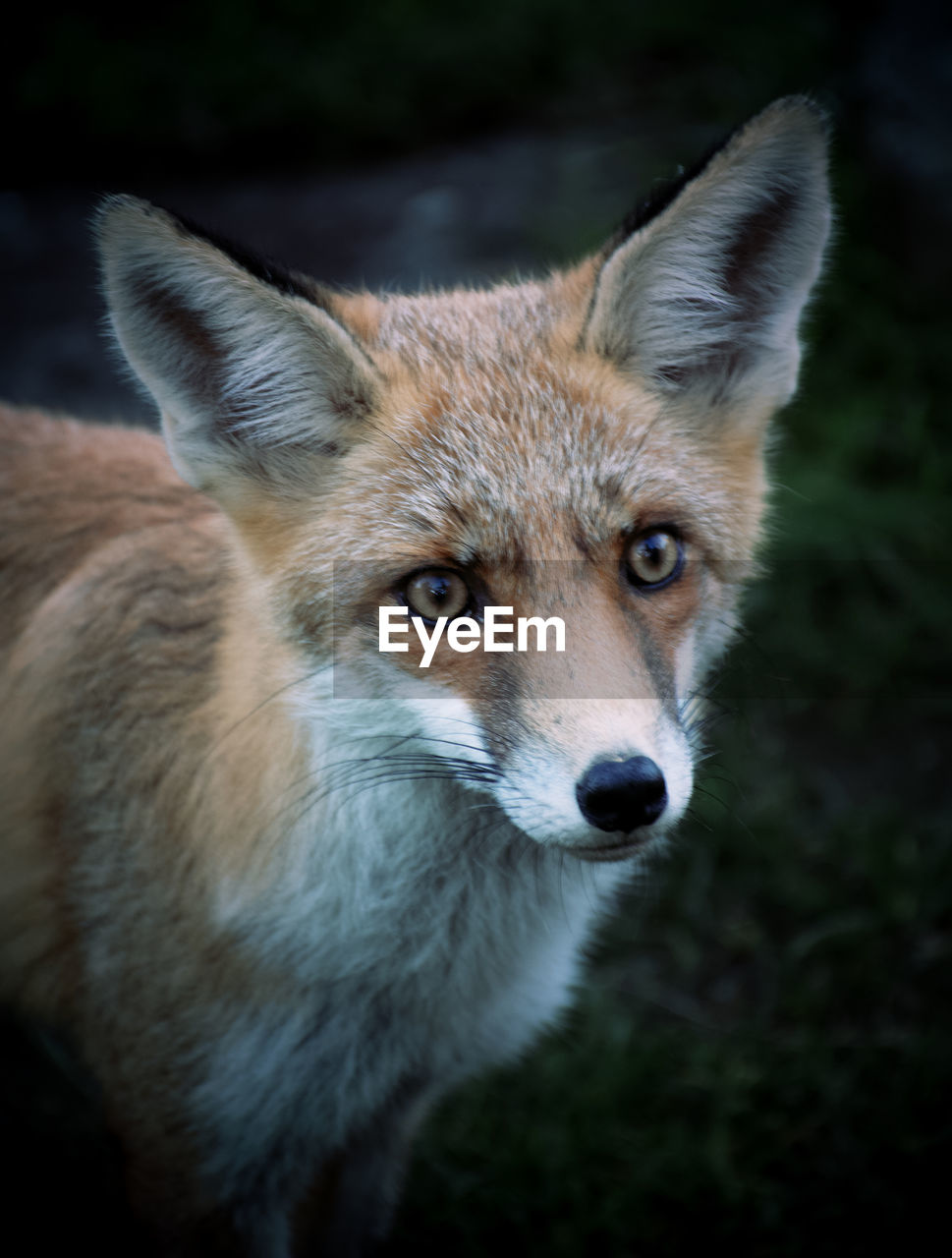 Close-up portrait of a fox