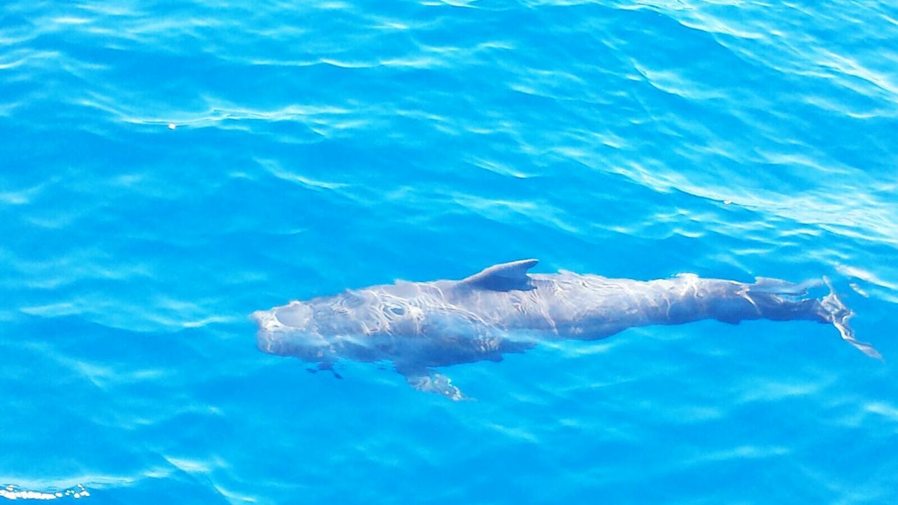 HIGH ANGLE VIEW OF TURTLE IN SEA