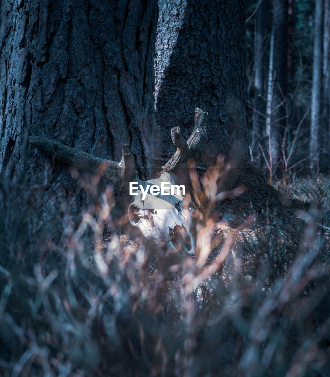 tree, nature, forest, plant, tree trunk, trunk, land, darkness, no people, winter, woodland, outdoors, selective focus, day, animal, environment, tranquility, mammal, animal themes, branch