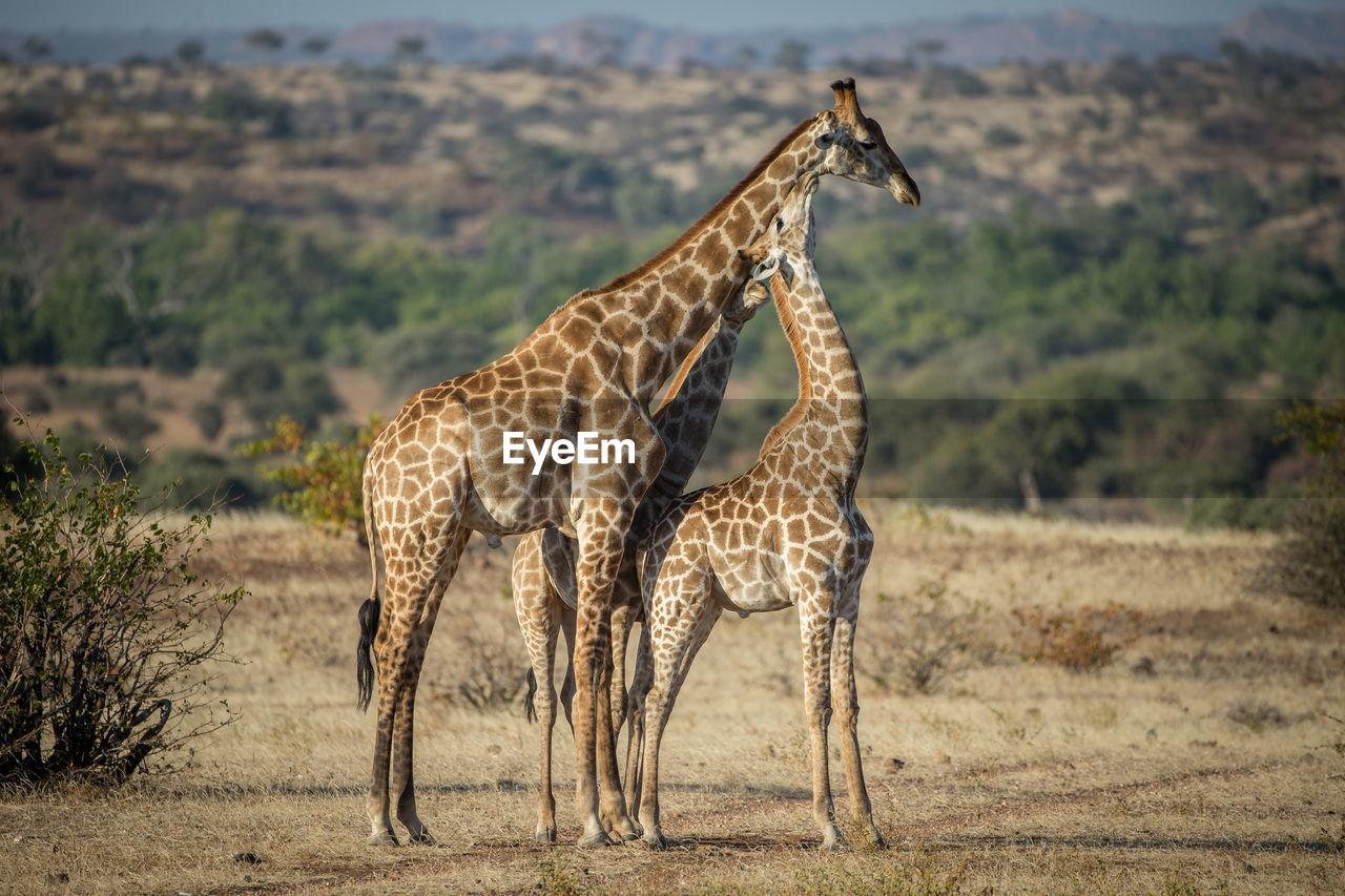 Giraffe in the wild, east africa