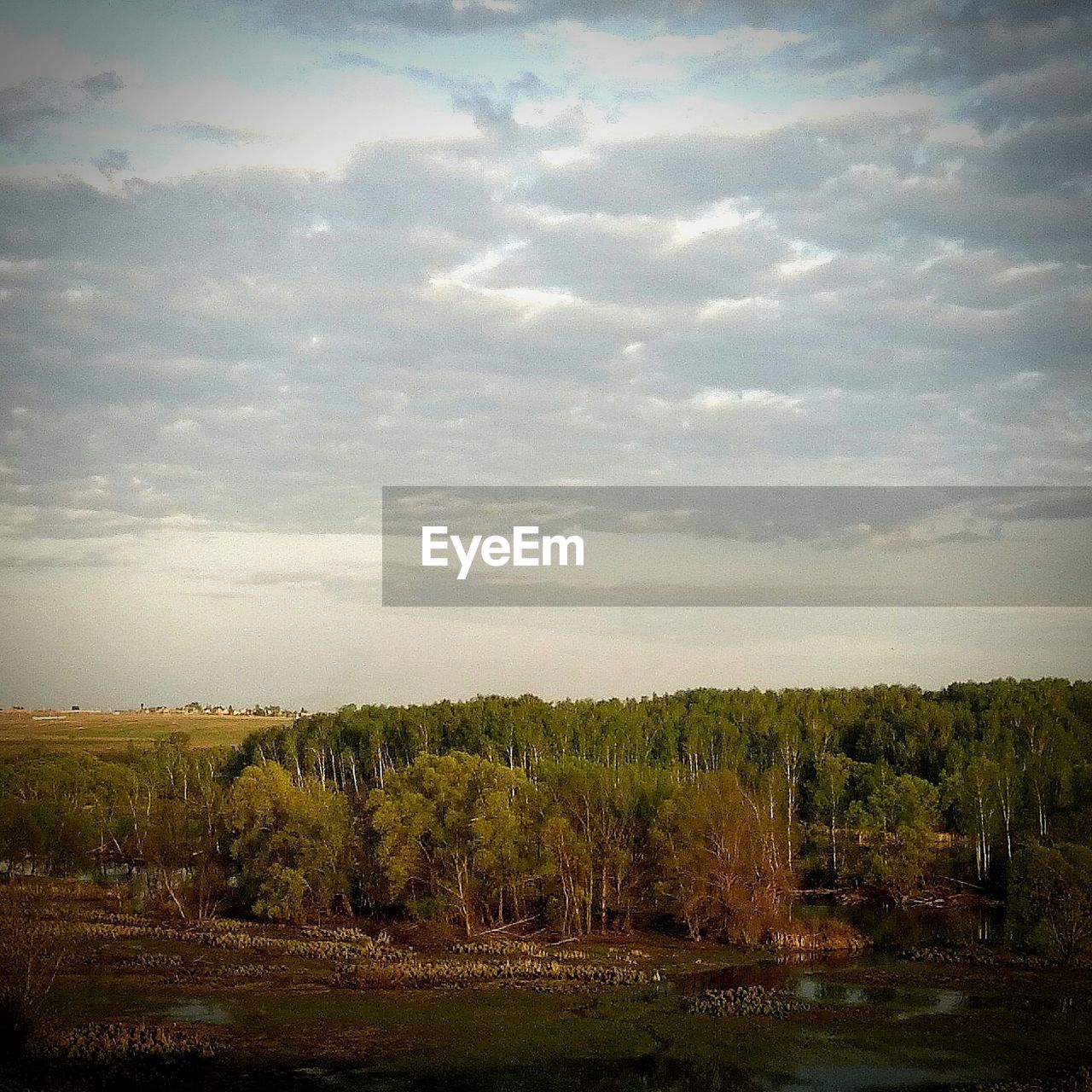 Trees growing on field against cloudy sky