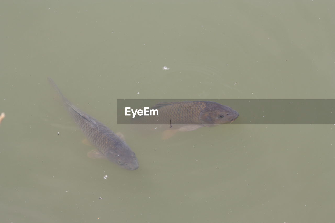 HIGH ANGLE VIEW OF FISH SWIMMING IN WATER