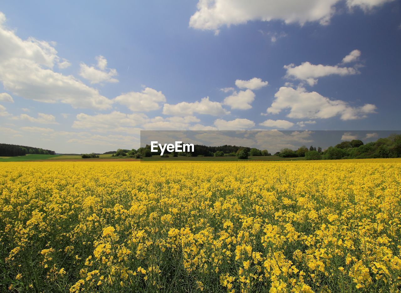 scenic view of oilseed rape field against sky during sunset