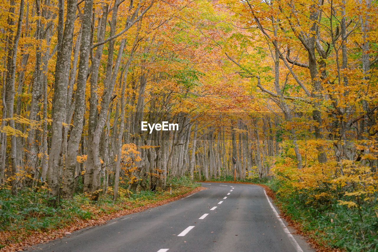 Road amidst trees during autumn