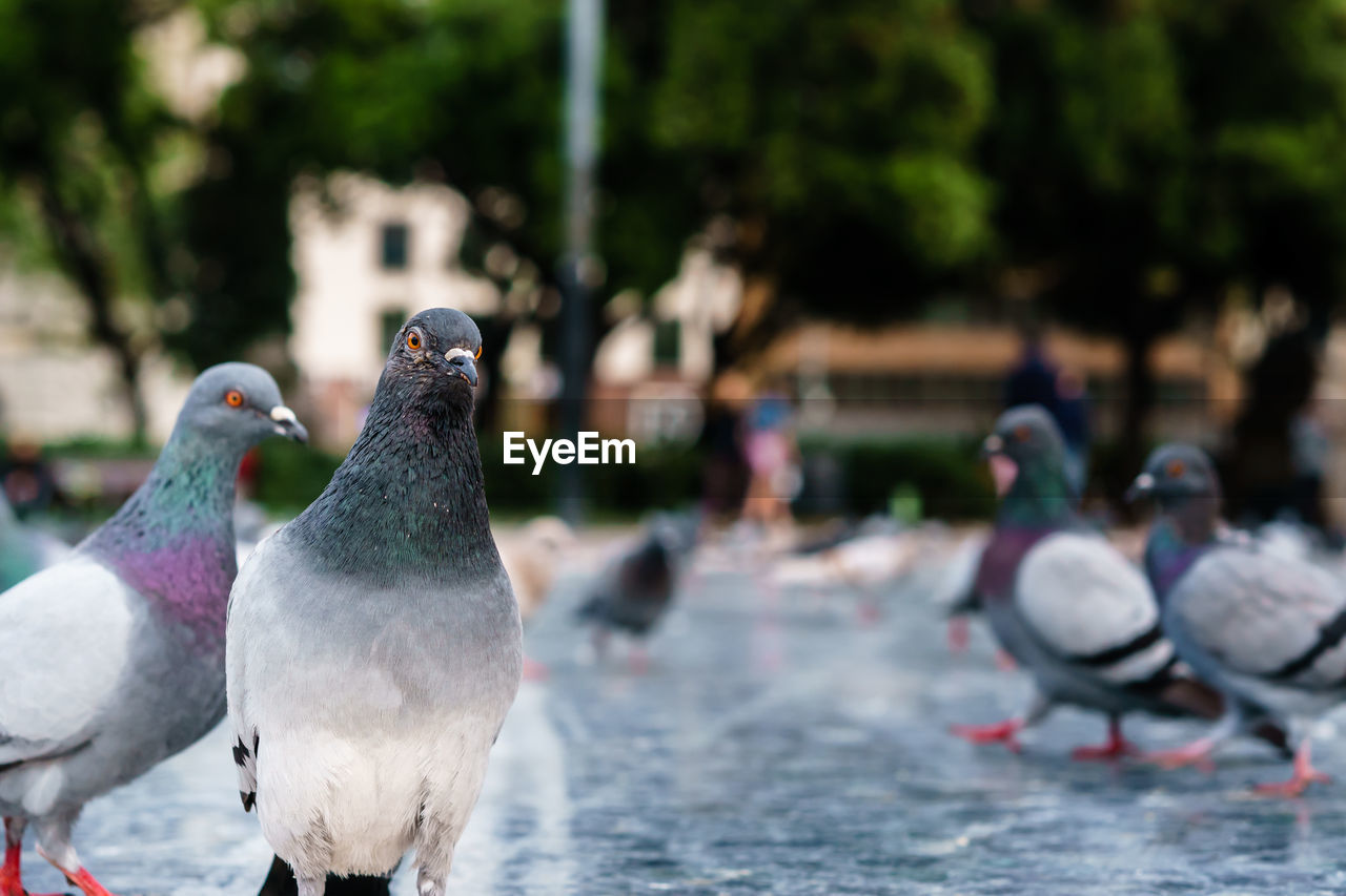 Close-up of pigeons perching outdoors