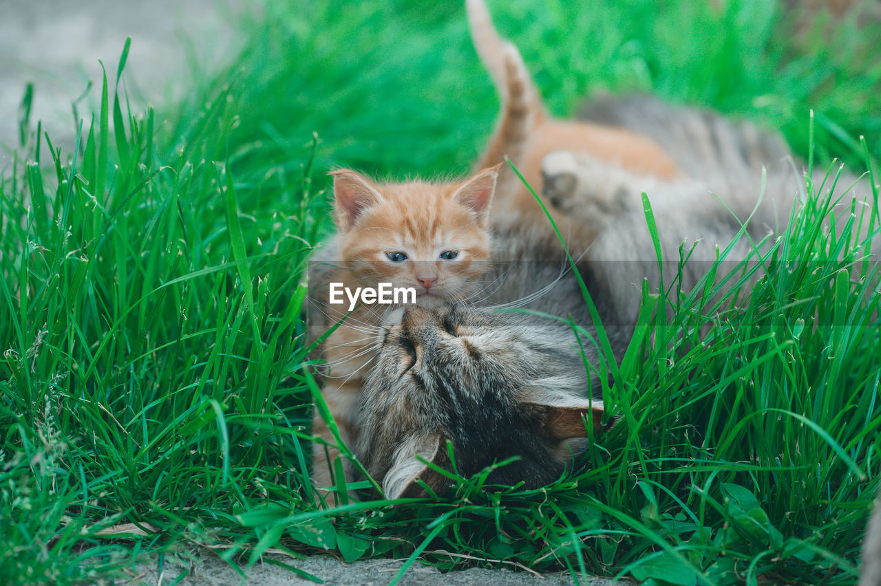 grass, cat, animal themes, animal, mammal, pet, domestic animals, feline, domestic cat, one animal, plant, small to medium-sized cats, kitten, felidae, portrait, looking at camera, whiskers, green, nature, no people, young animal, wild cat, cute, land, relaxation, carnivore, field, outdoors