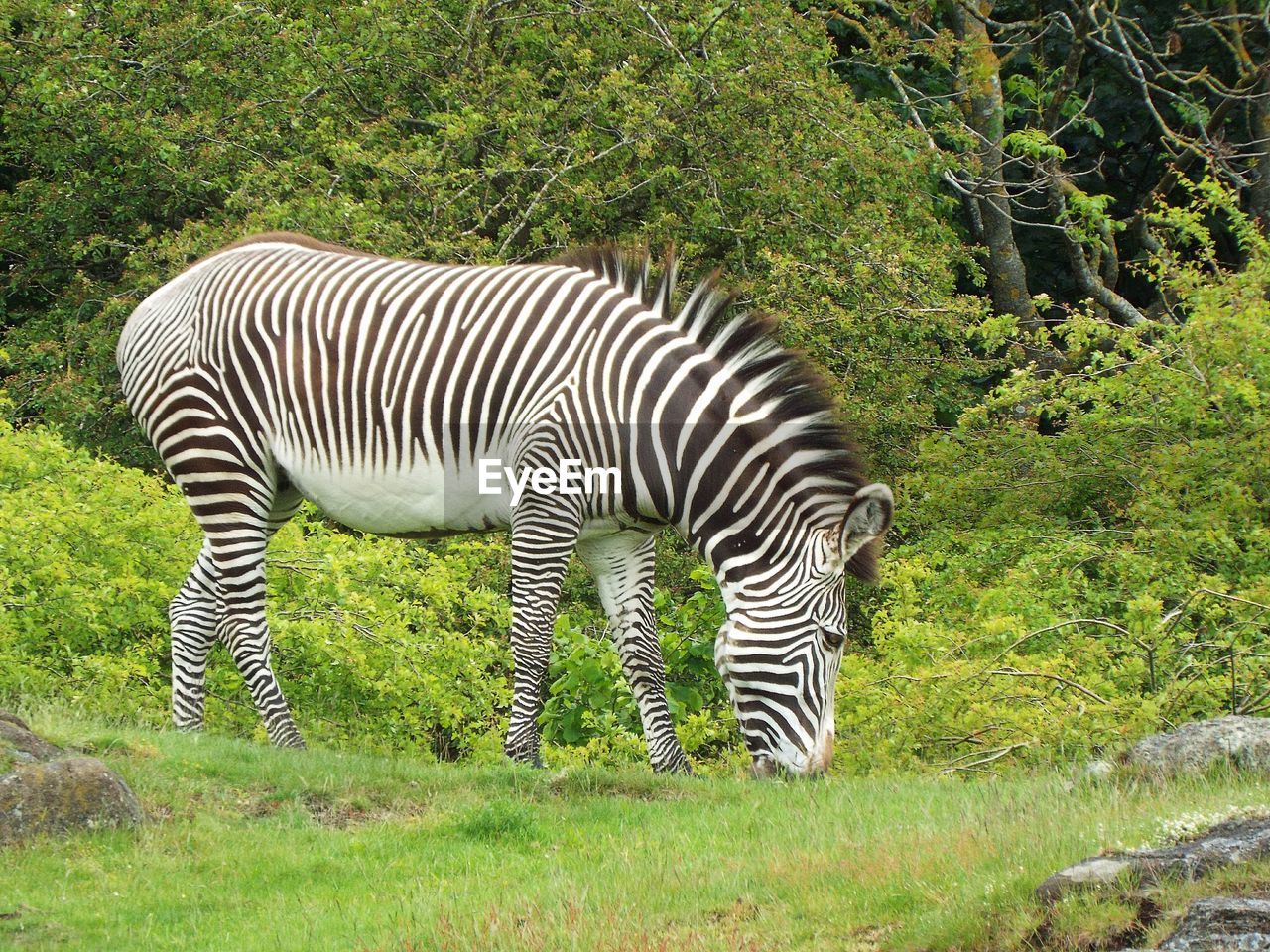 VIEW OF A ZEBRAS