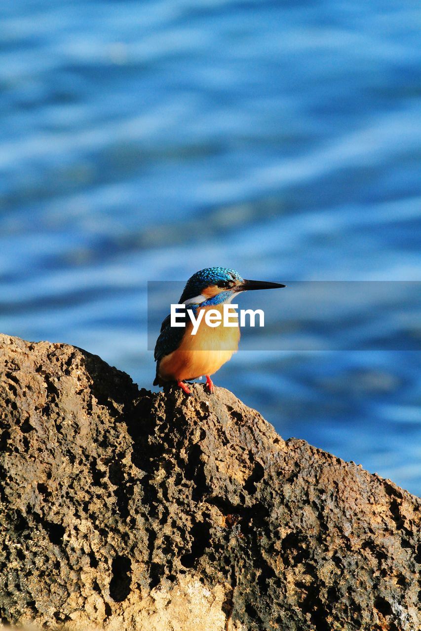 CLOSE-UP OF BIRD PERCHING ON TREE