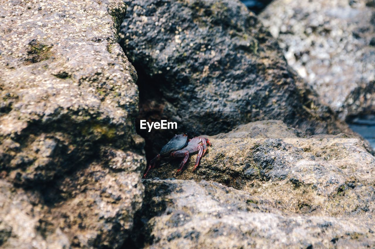 Close-up of hermit crab on rock