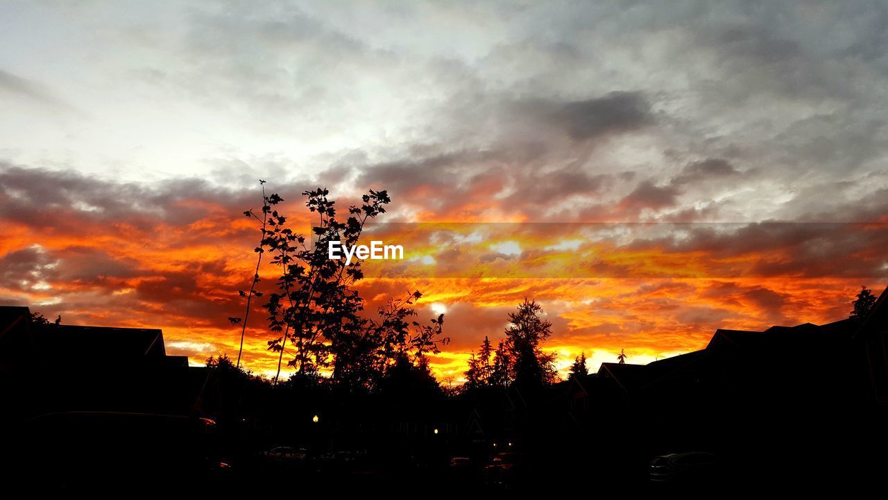 SILHOUETTE OF TREES AT SUNSET