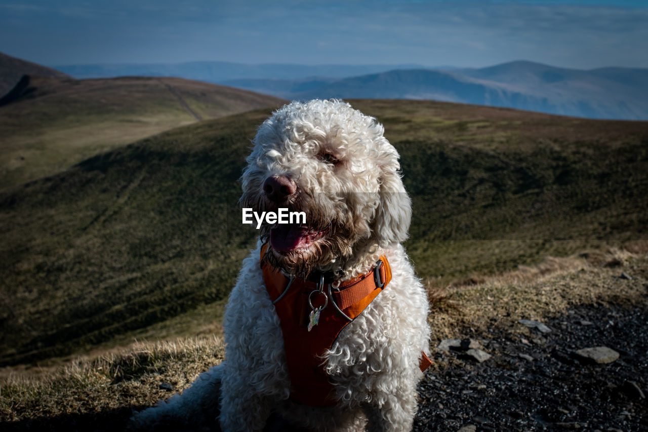 Dog looking away on mountain