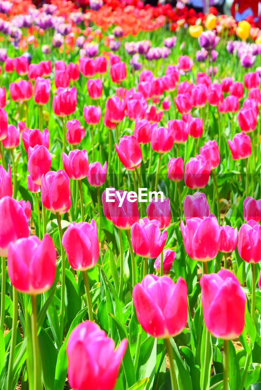 VIEW OF PINK TULIPS