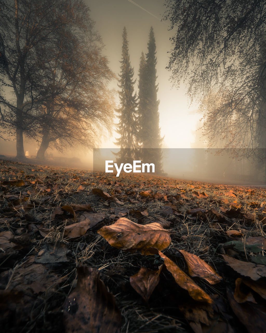 SUNLIGHT FALLING ON AUTUMN LEAVES ON LAND