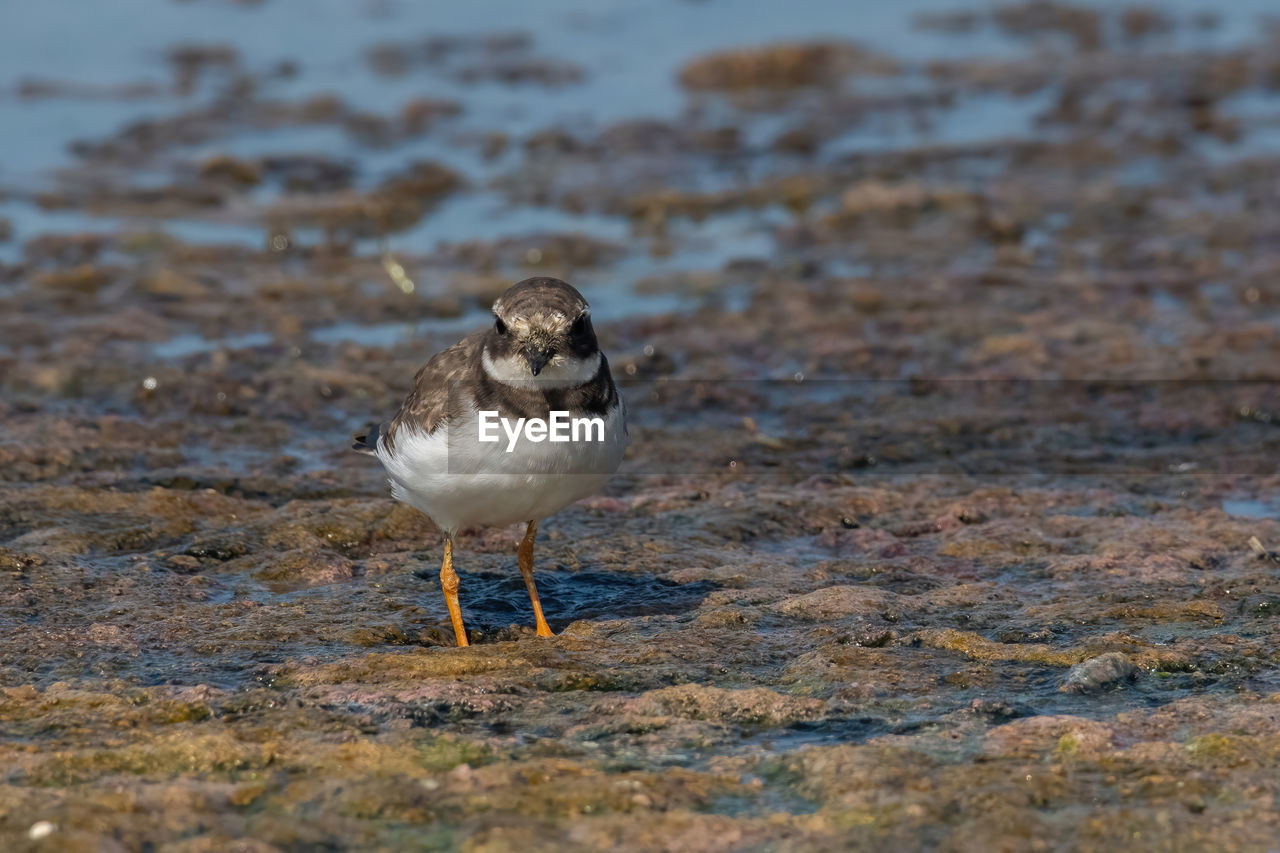 animal themes, animal, animal wildlife, wildlife, bird, nature, one animal, sandpiper, sea, water, no people, land, day, beach, selective focus, full length, outdoors, close-up, gull, focus on foreground, calidrid