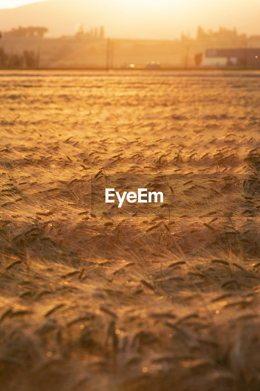 SURFACE LEVEL OF FIELD AGAINST SKY